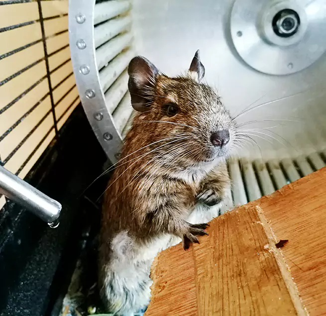 Why Homeowners & Businesses Trust Us La Presa, CA?